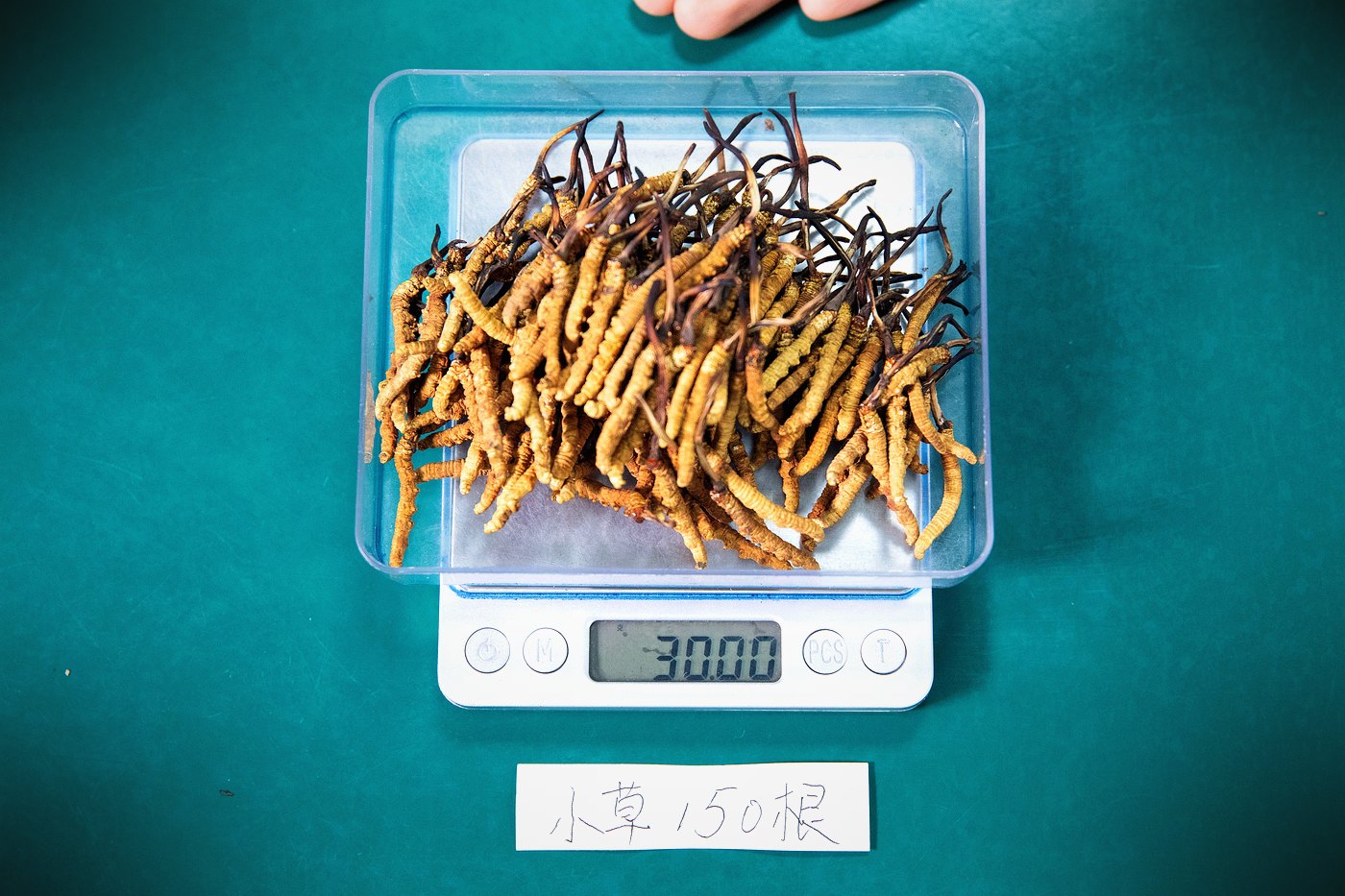 西宁无菌车间 · 人工逐根精挑