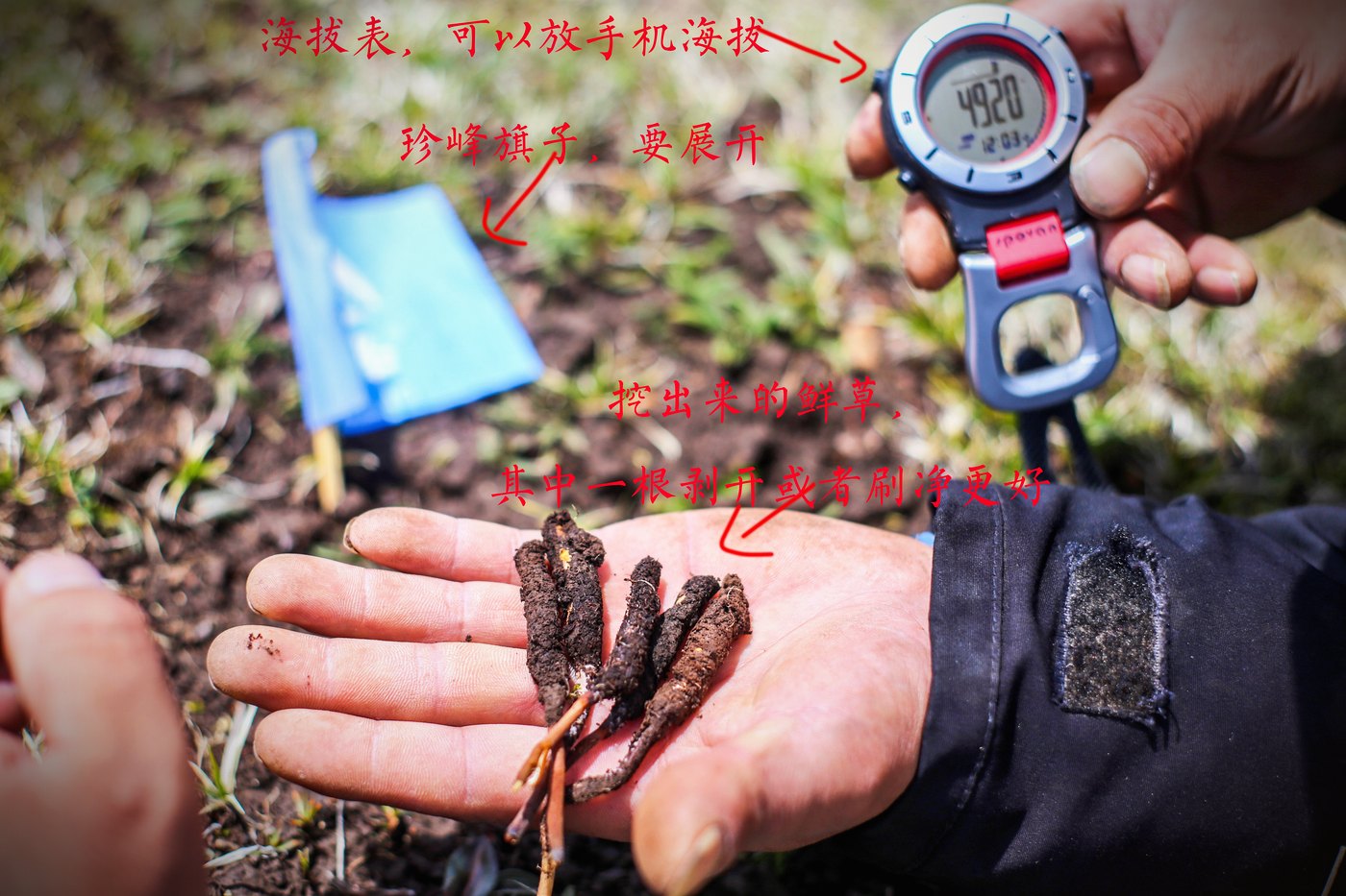 珍峰野生鲜虫草 · 水分饱满