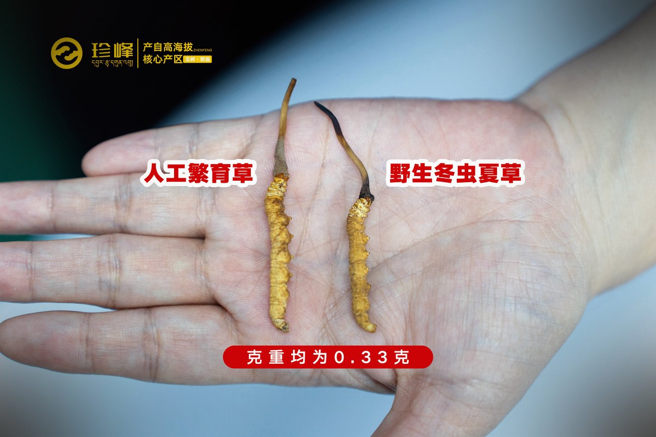 常见混淆品与伪品实物对照