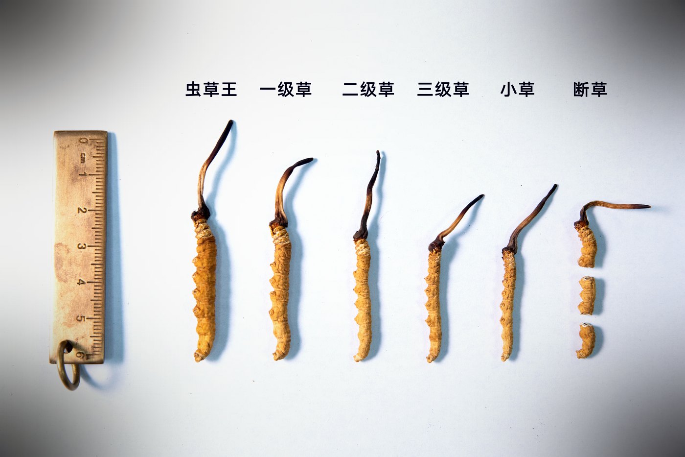等级实物比对