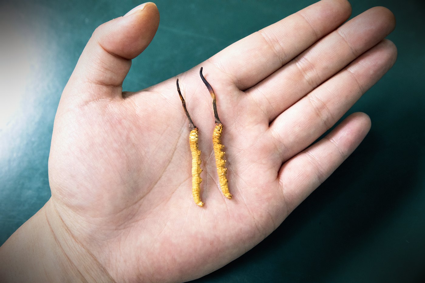 等级实物比对