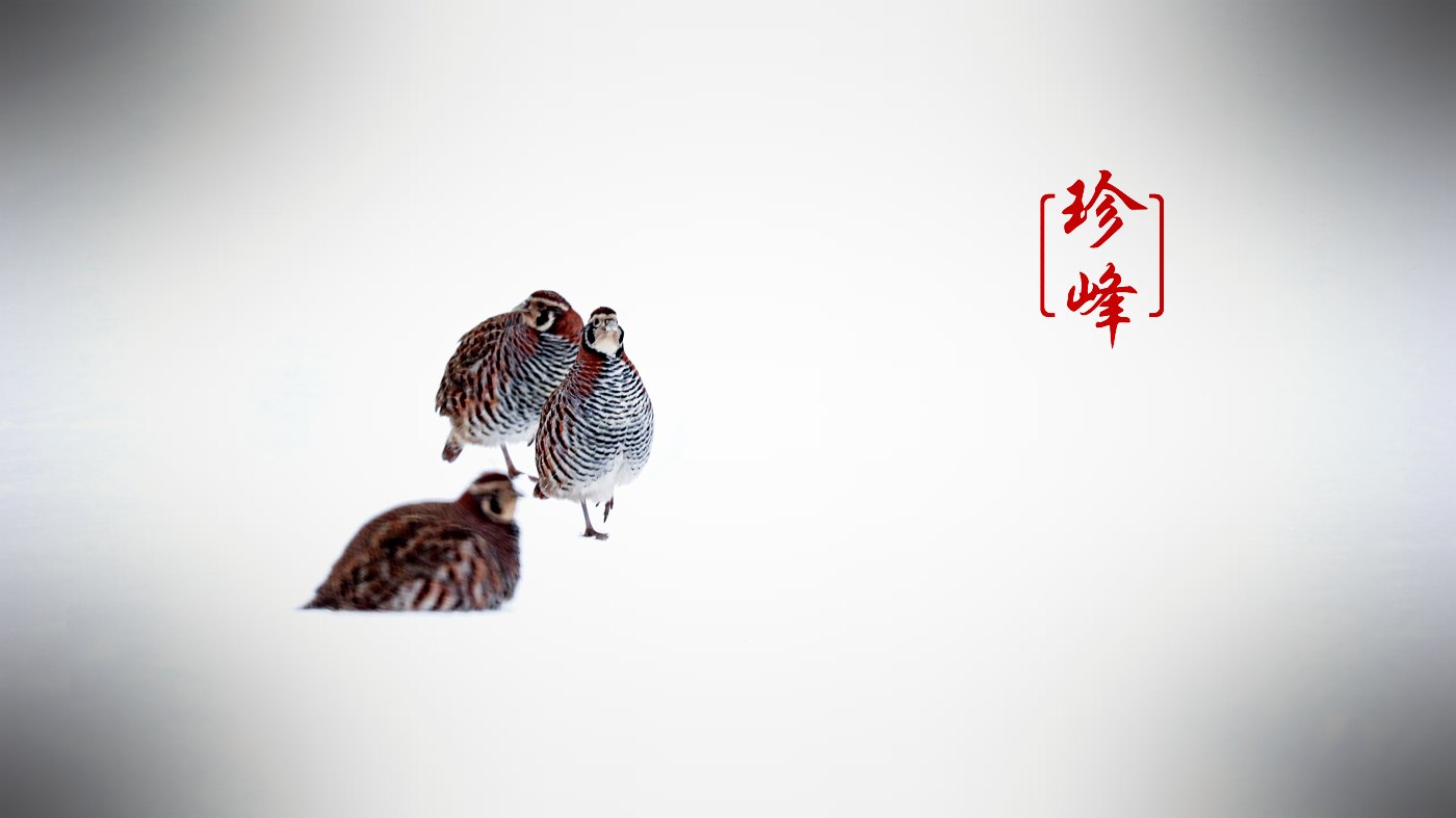 草原与牦牛 · 虫草生长的地方
