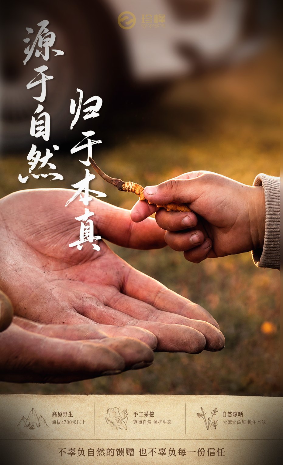 珍峰野生冬虫夏草