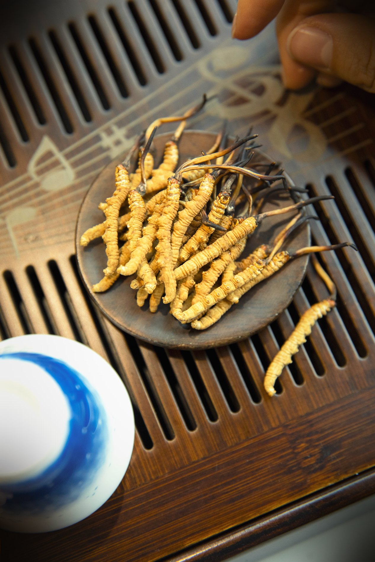 干虫草特写