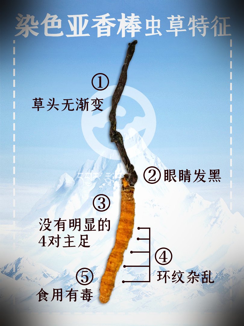 真假鉴别要点图