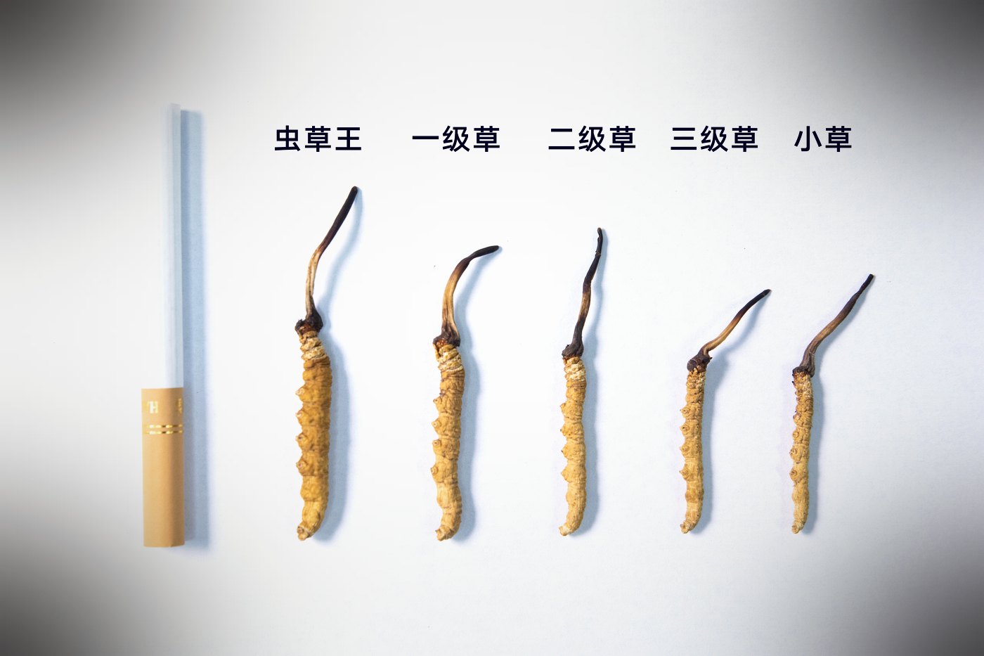 等级实物比对