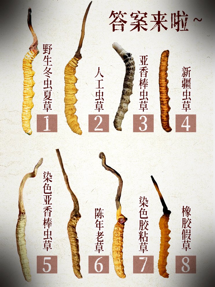 常见混淆品与伪品实物对照