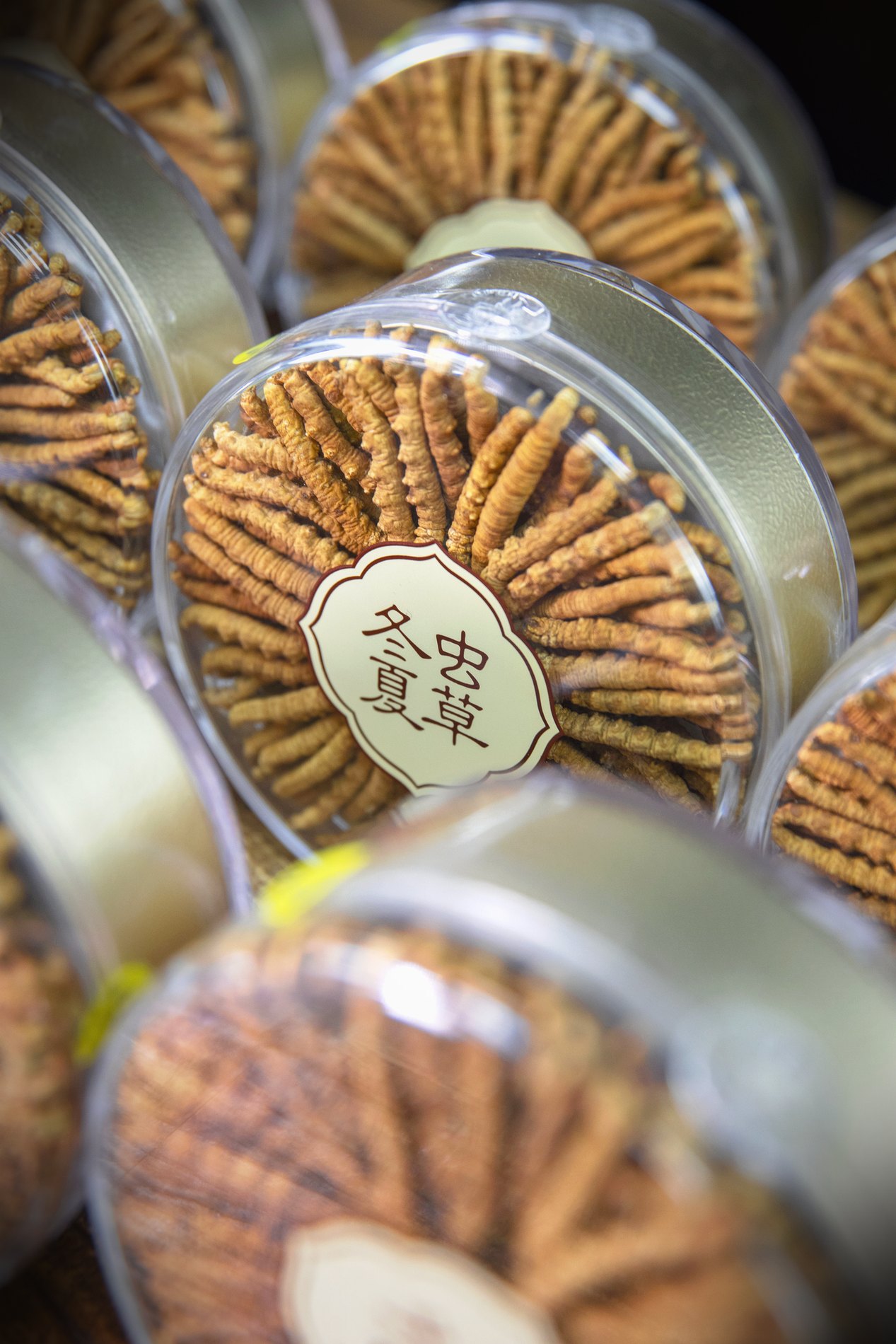干虫草特写