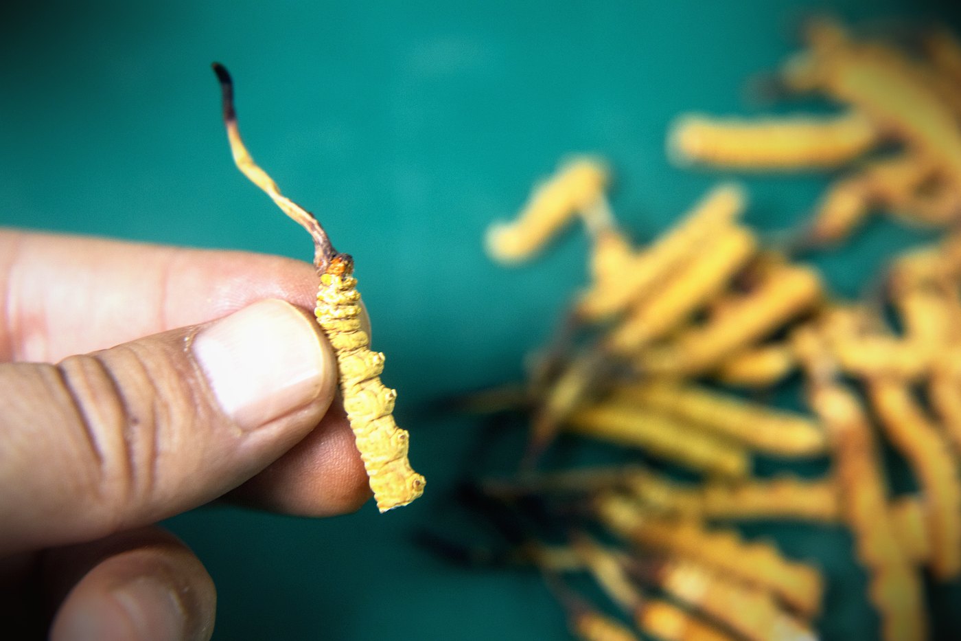 干虫草特写