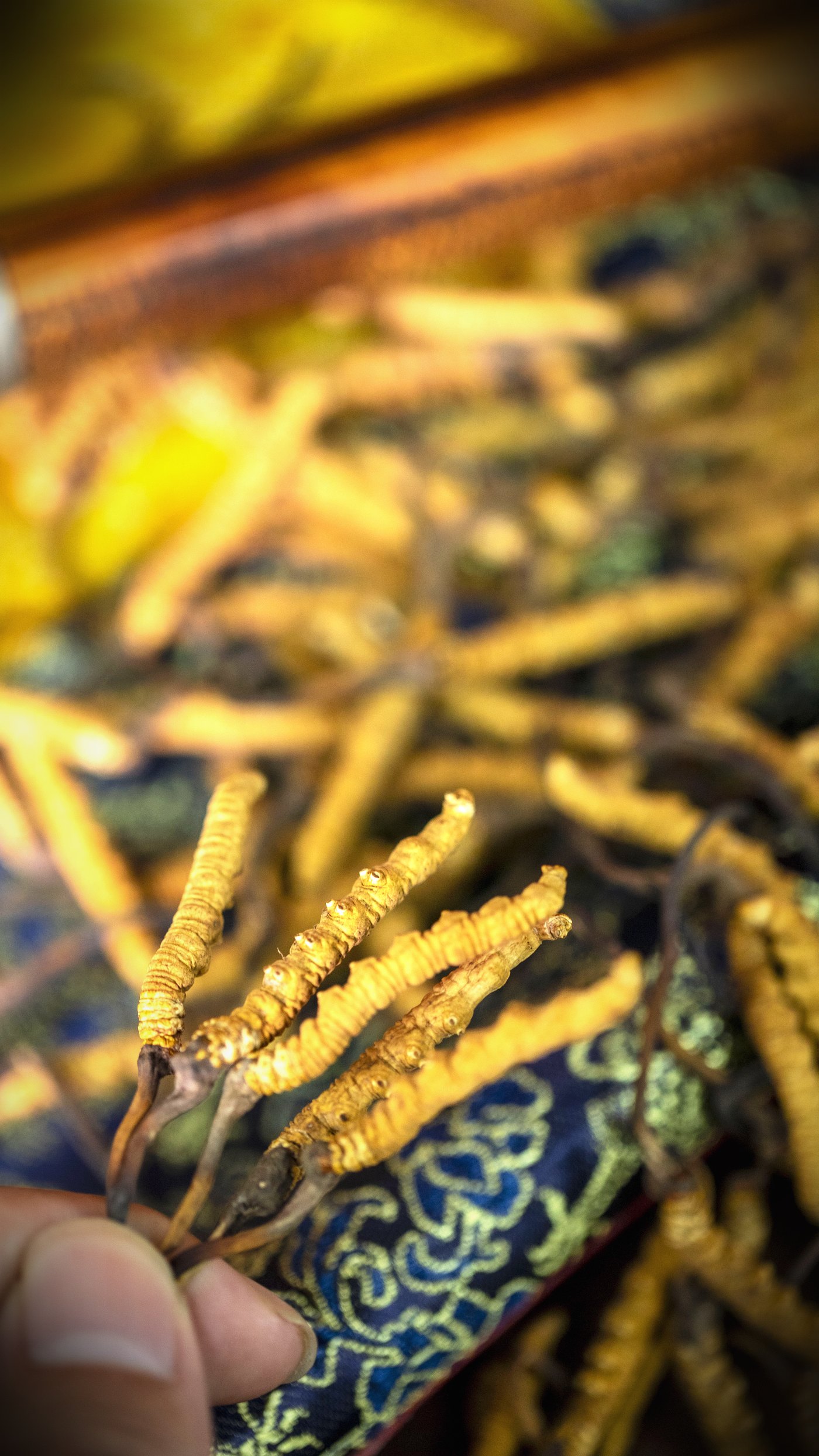 干虫草特写