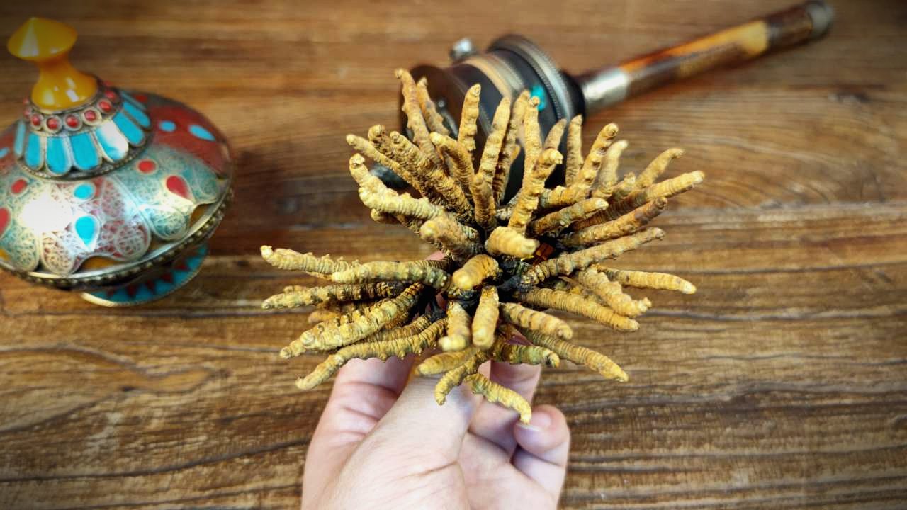 干虫草特写