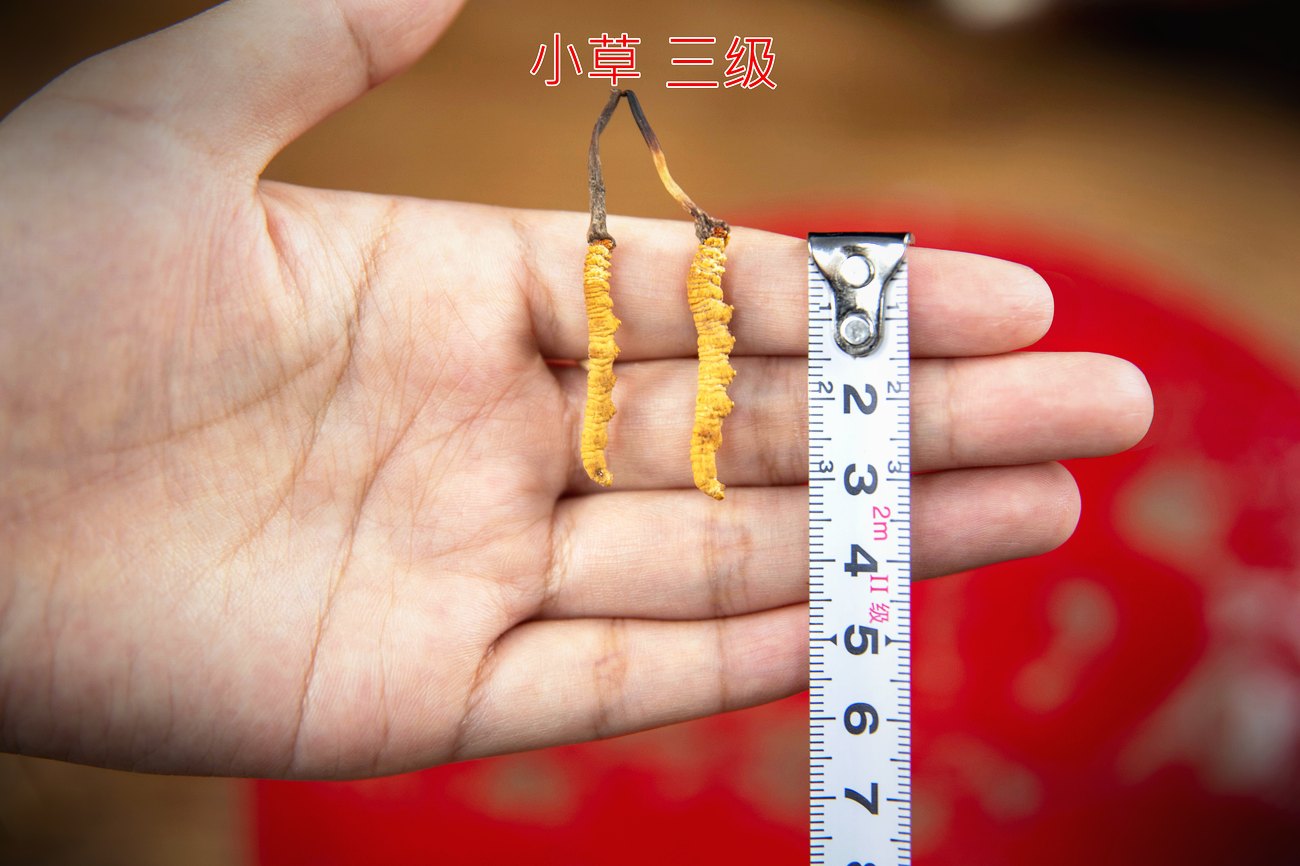 野生与人工的逐项对照