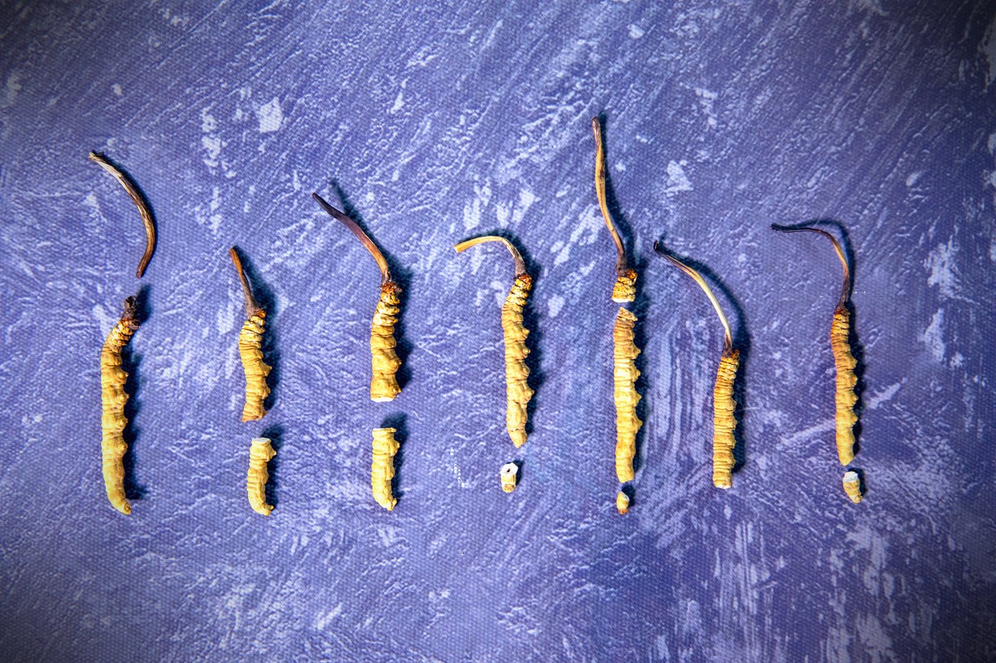 干虫草特写