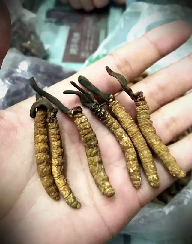亚香棒虫草