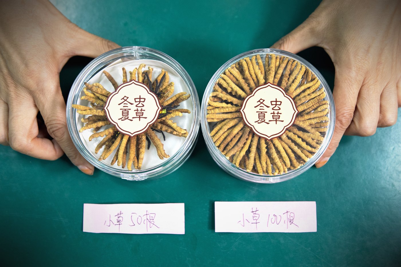 干虫草特写
