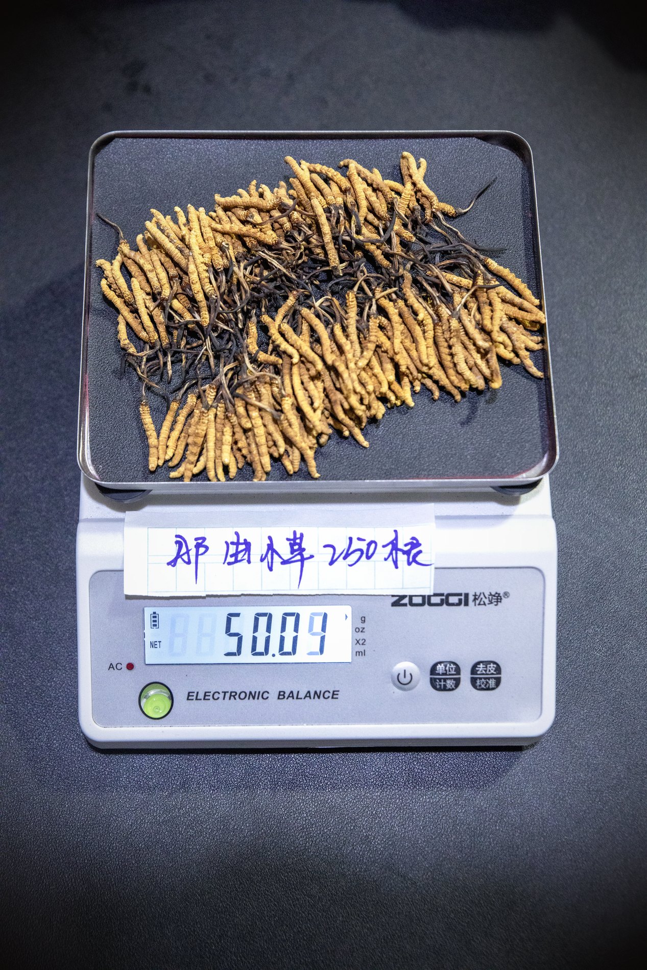 干虫草特写