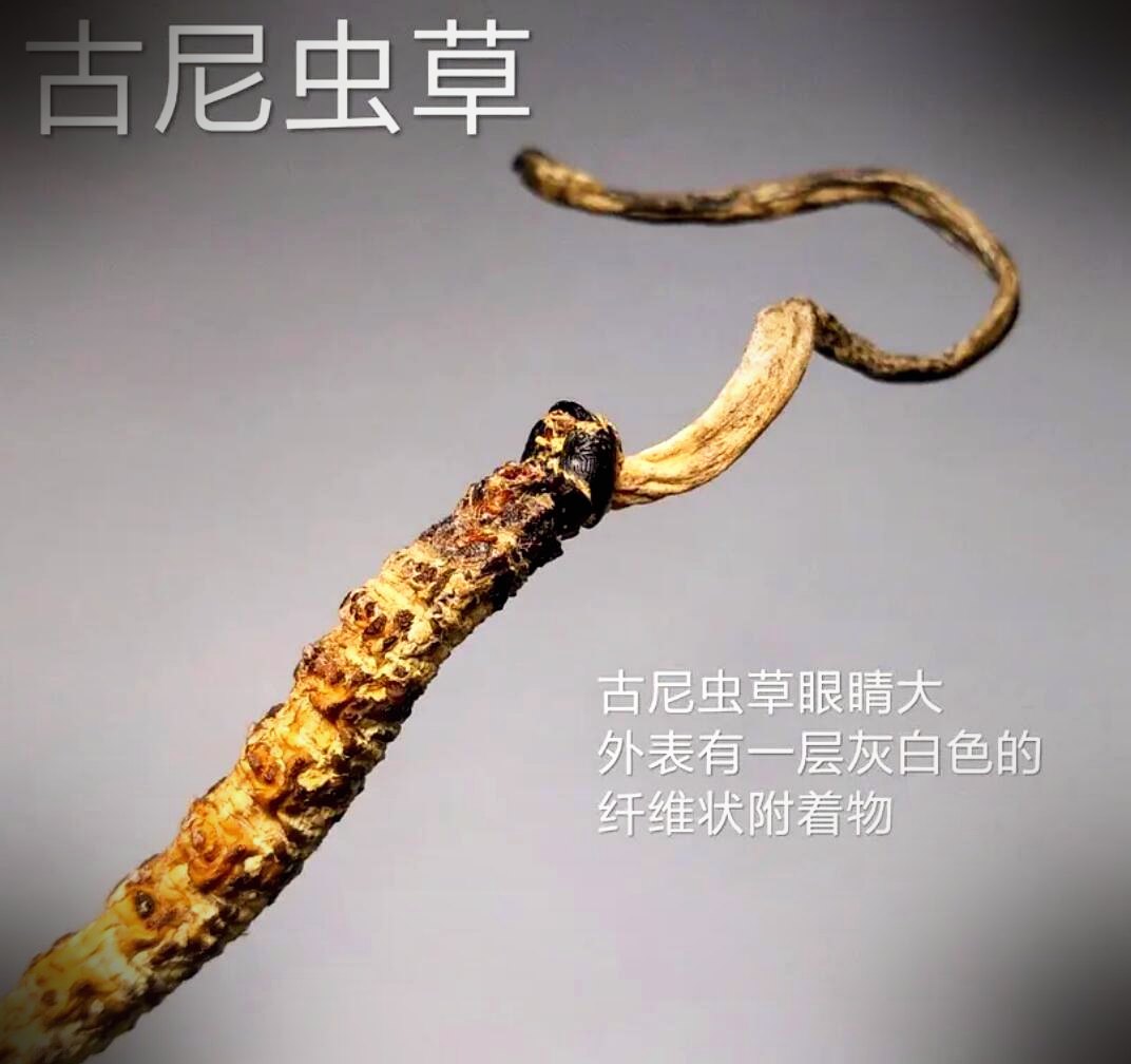 常见混淆品与伪品实物对照