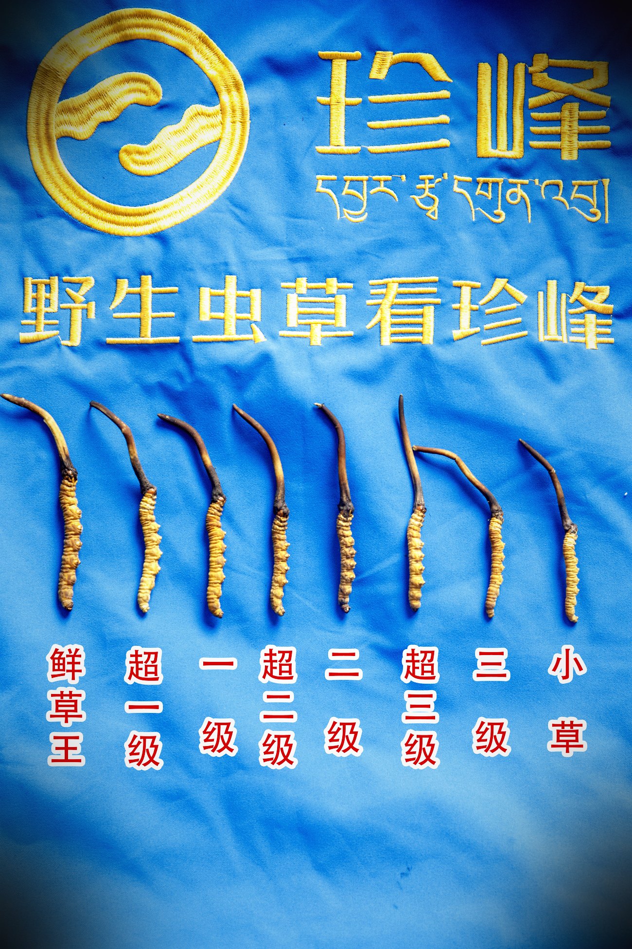 野生与人工的逐项对照