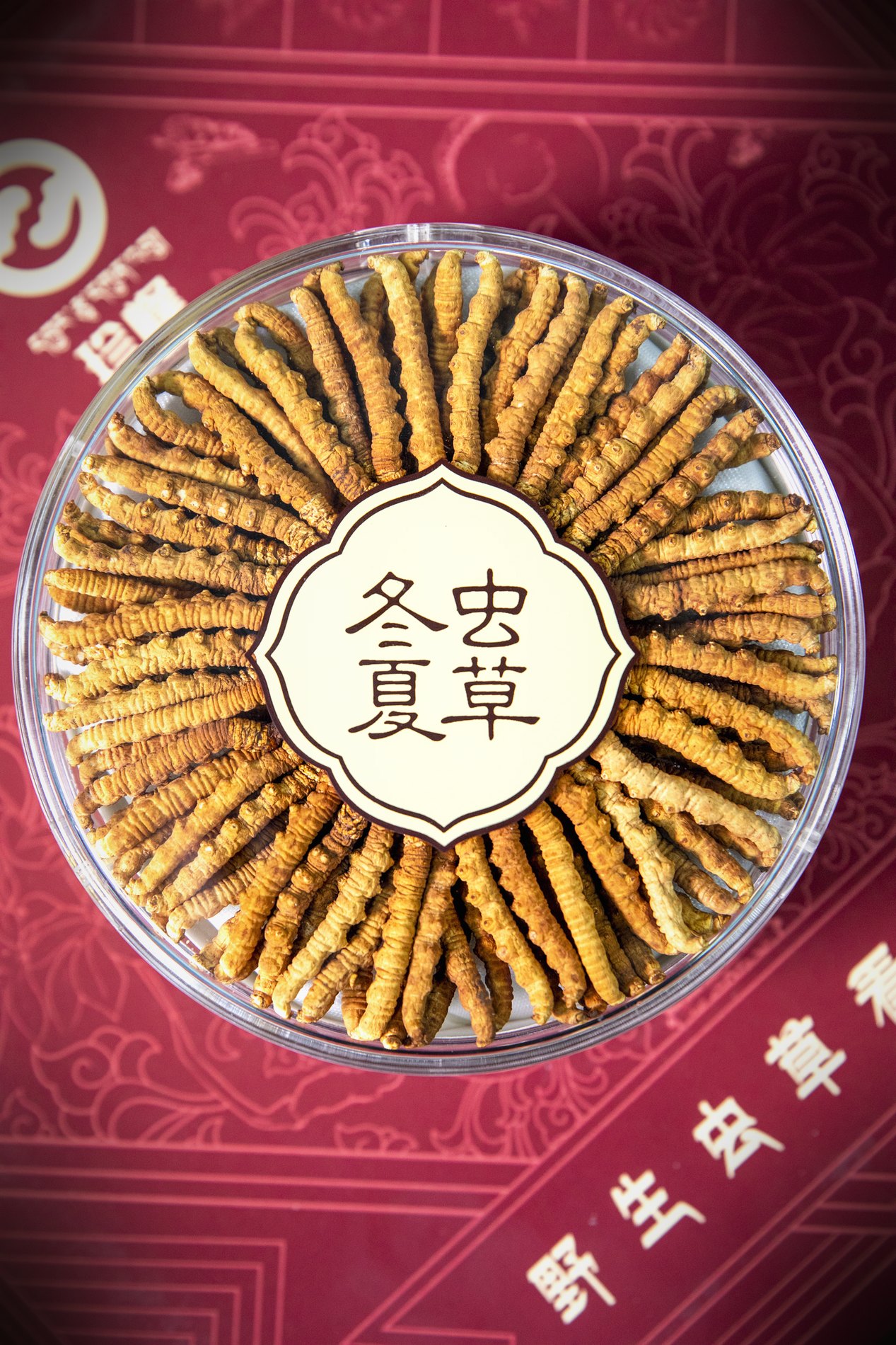 干虫草特写