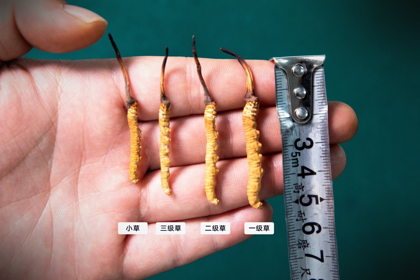 等级实物比对