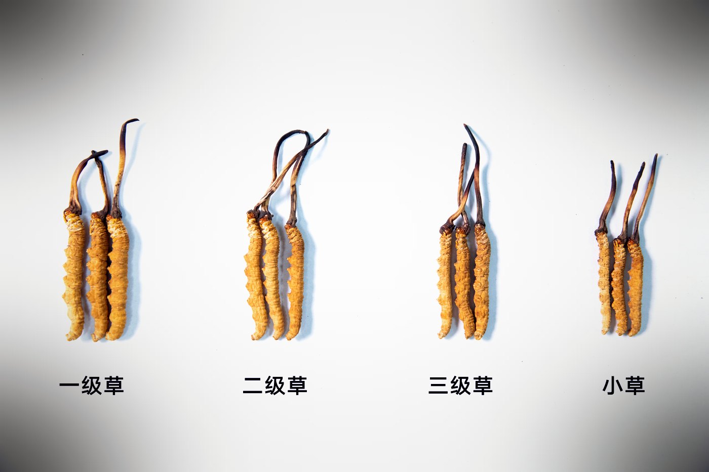 等级实物比对