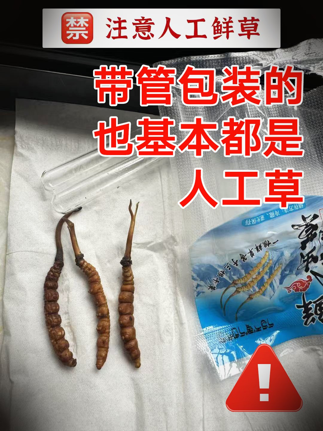 珍峰野生鲜虫草