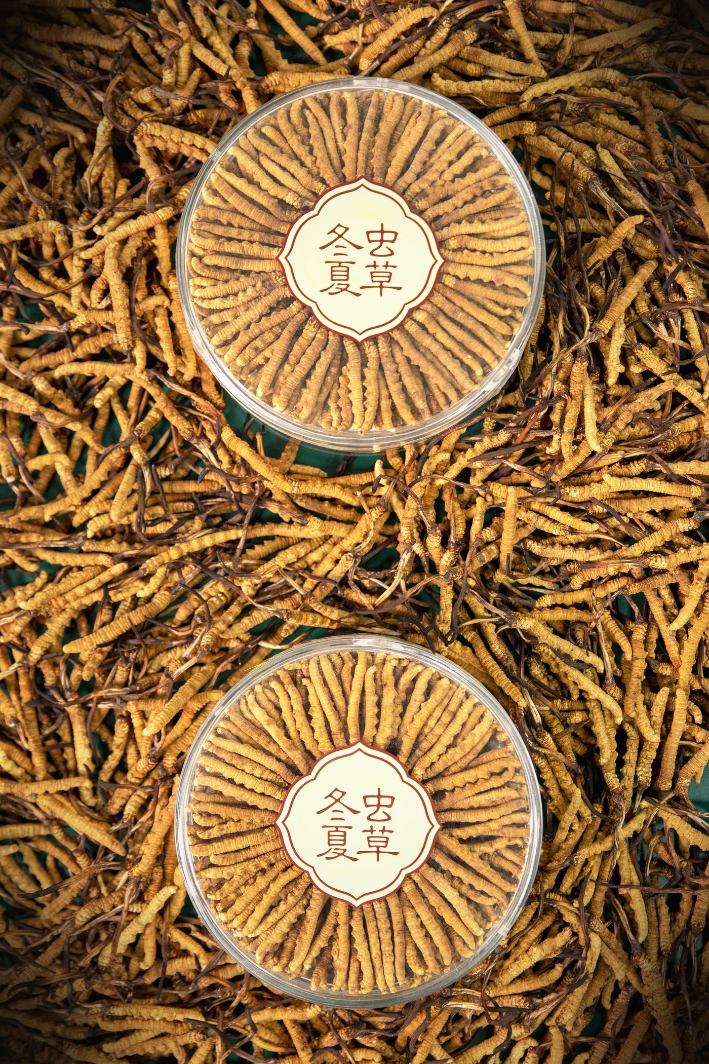 干虫草特写