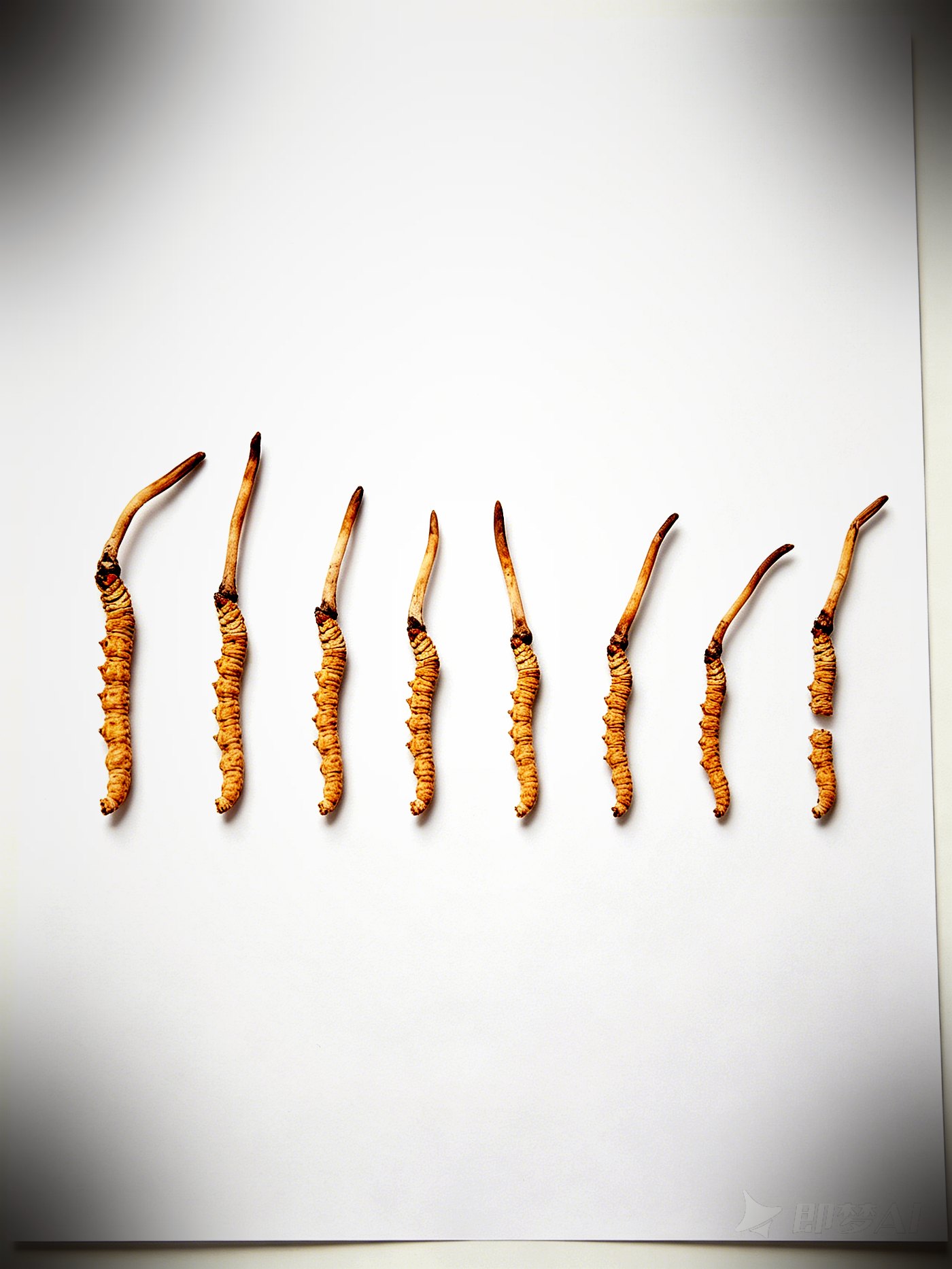 珍峰野生冬虫夏草