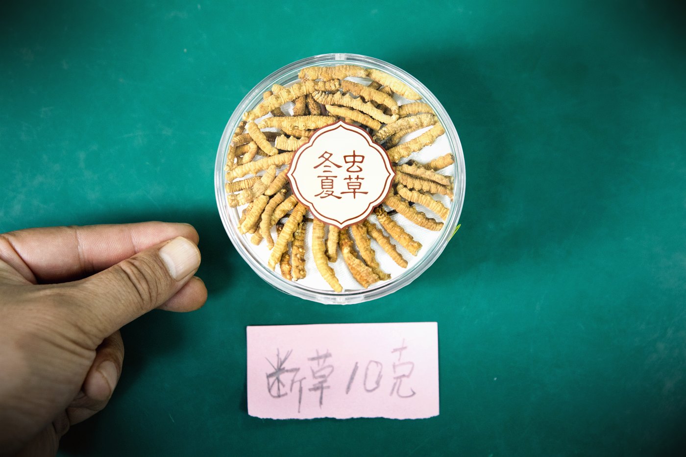 干虫草特写