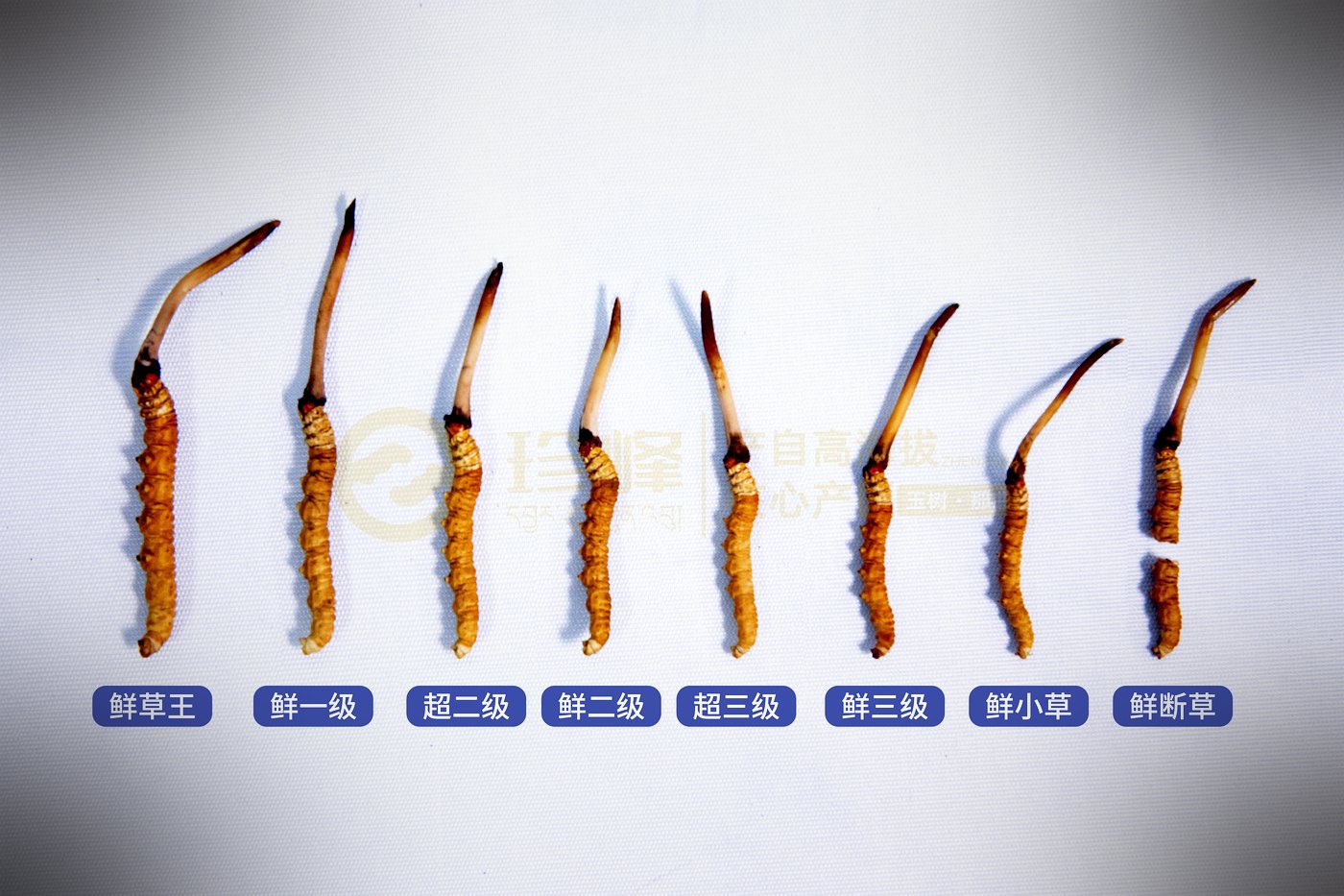虫草王到断草 · 六个等级实物比对