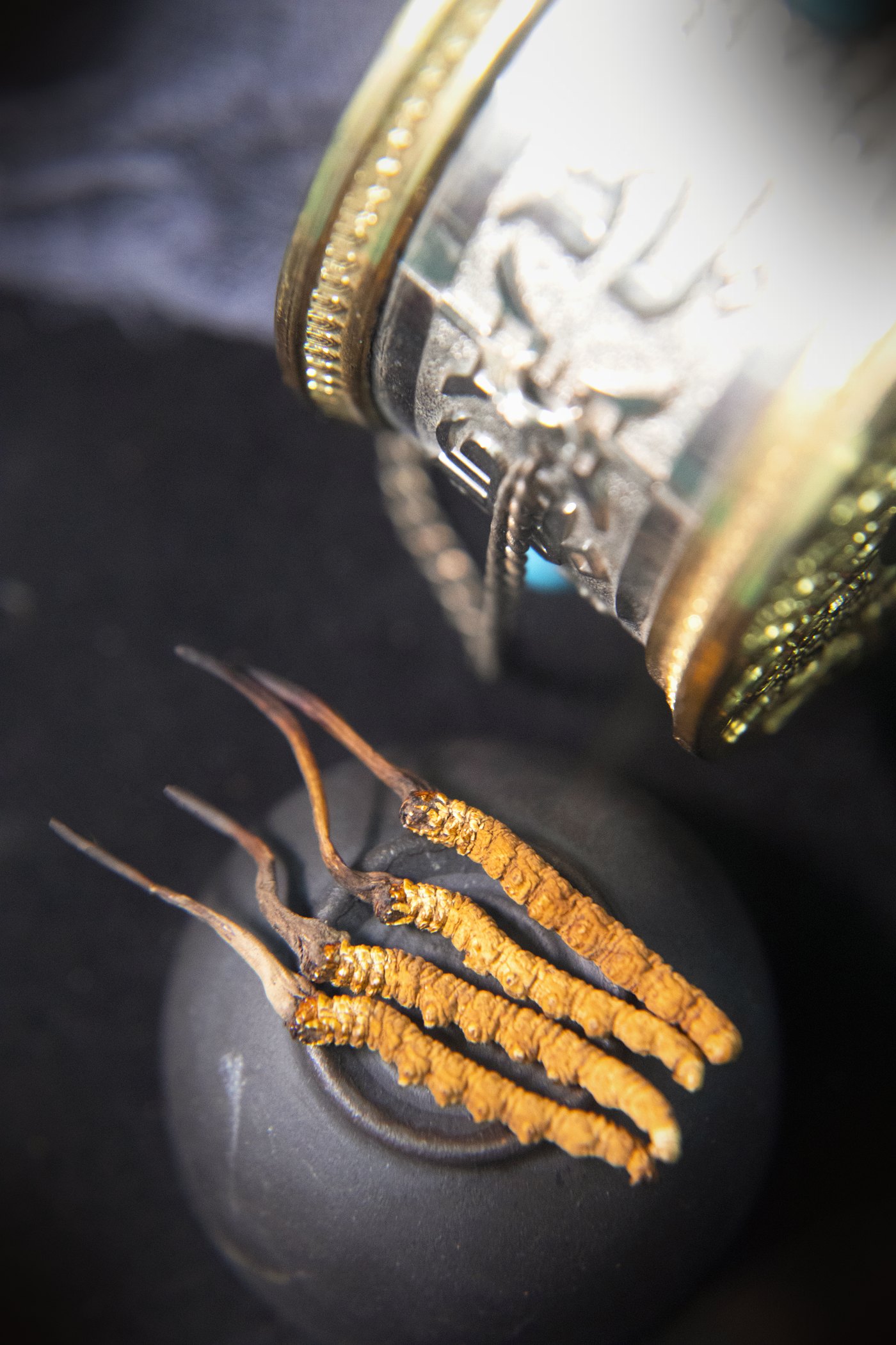 干虫草特写