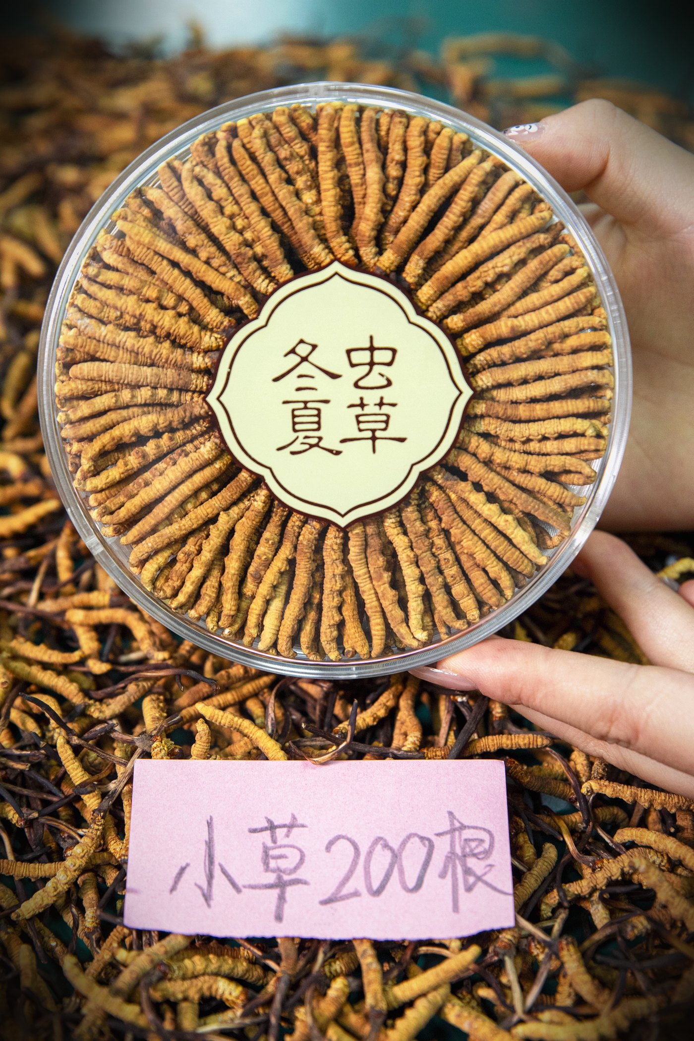 干虫草特写