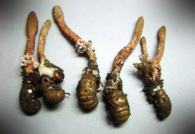 分枝虫草(混淆品)