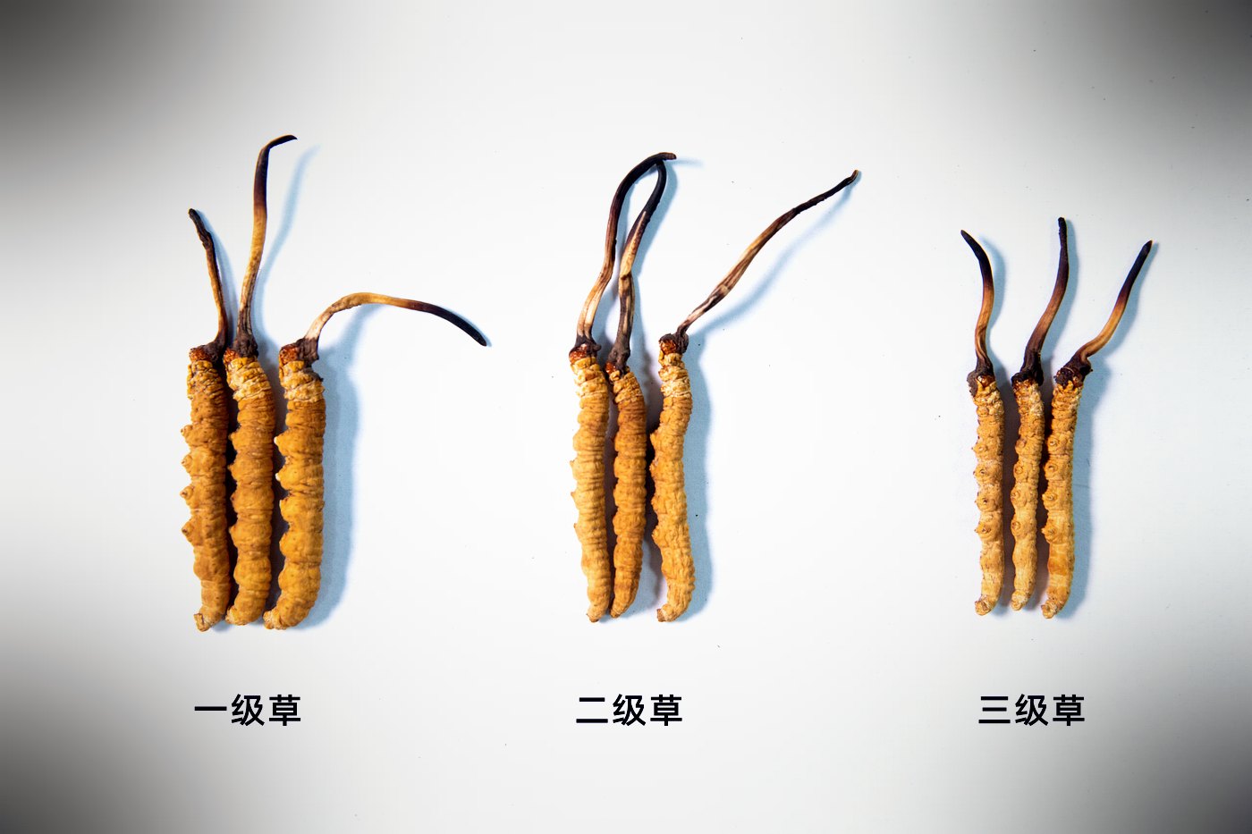 等级实物比对