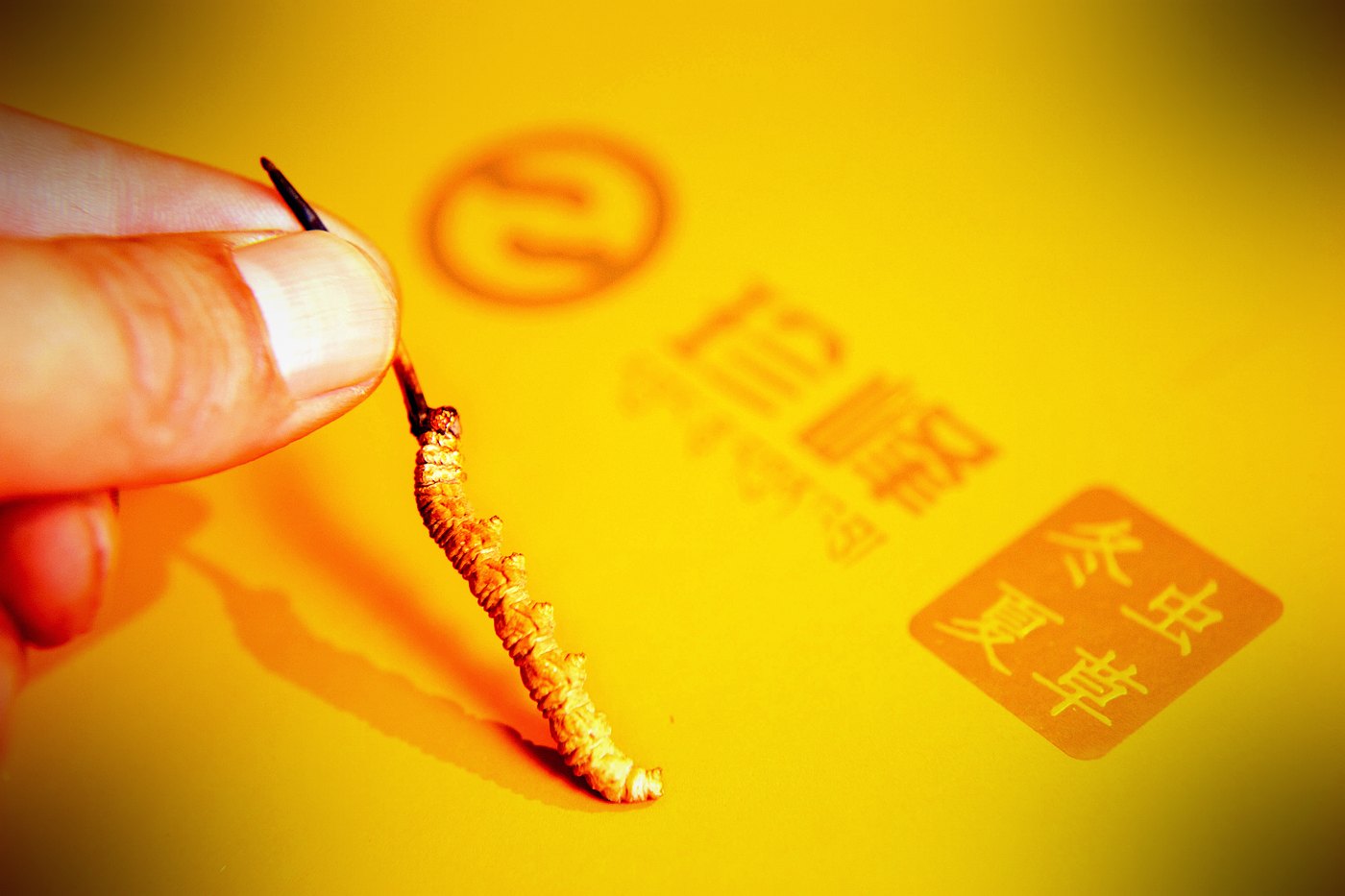 虫体细节