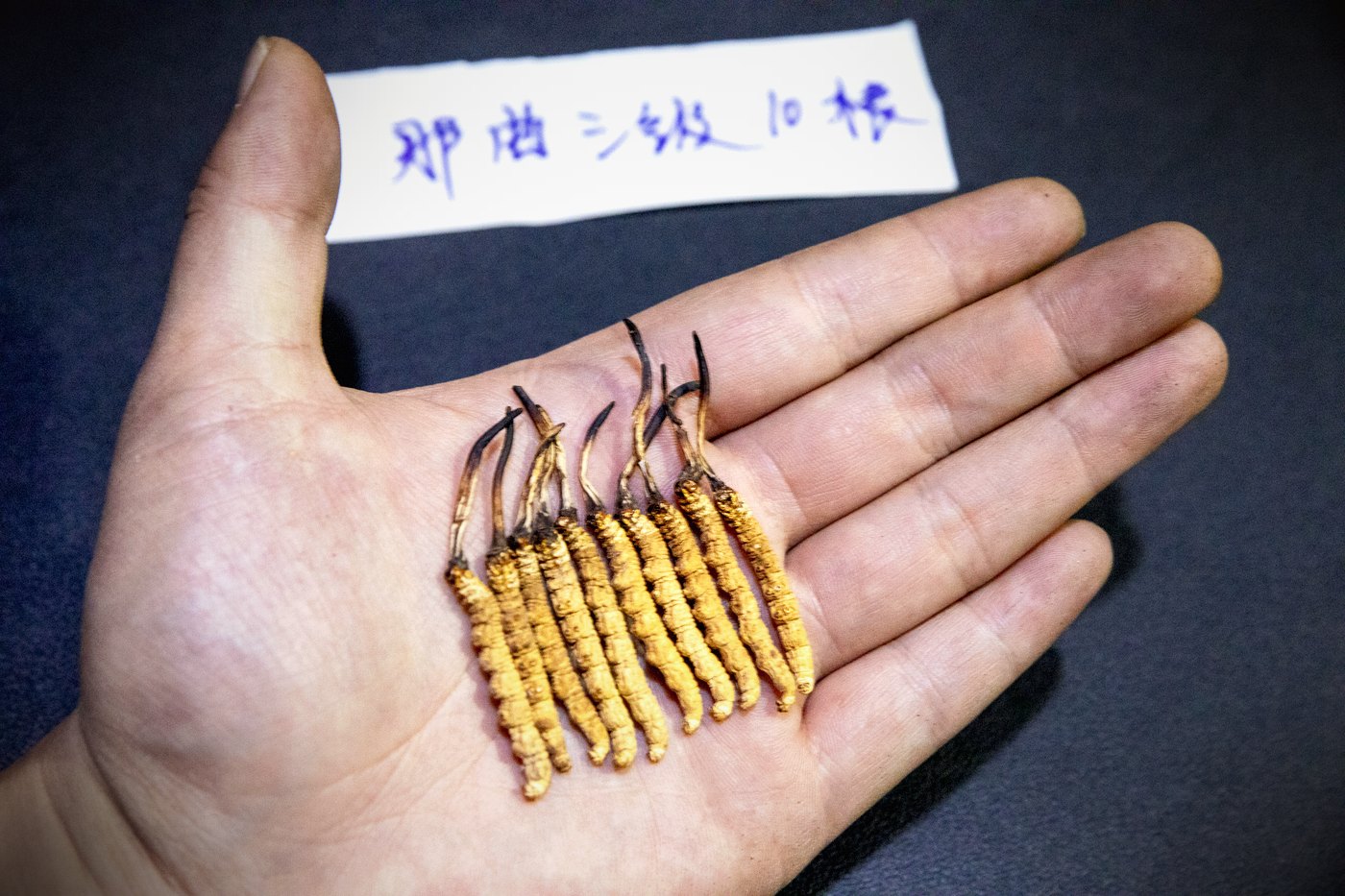 干虫草特写