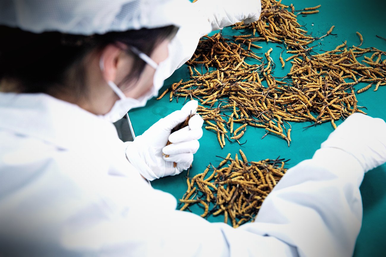 西宁无菌车间 · 人工逐根精挑
