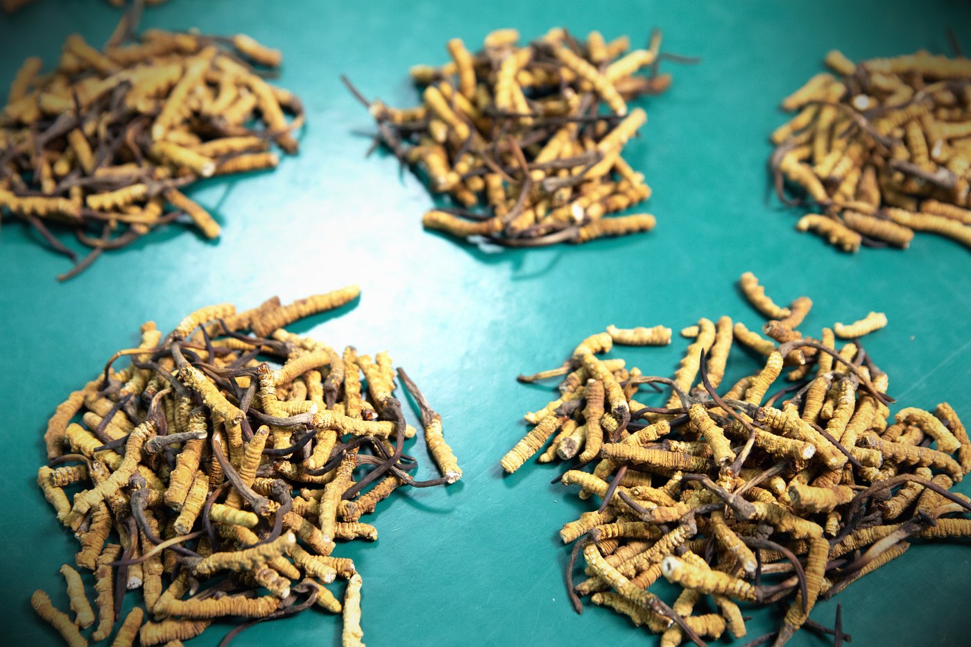 干虫草特写