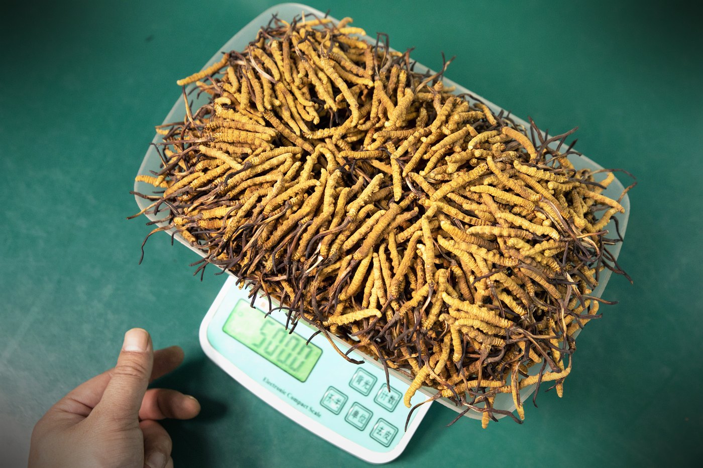 干虫草特写