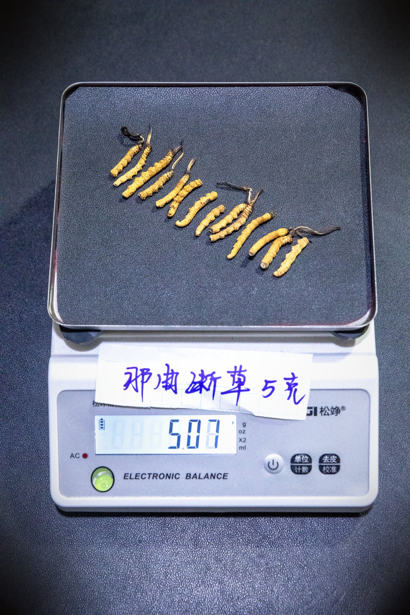 干虫草特写