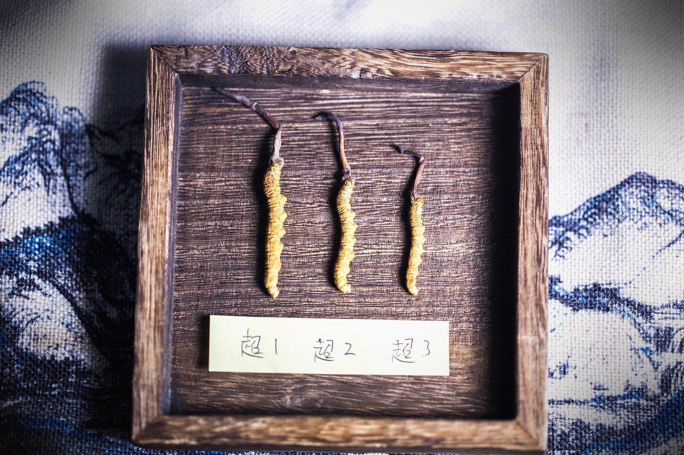 干虫草特写