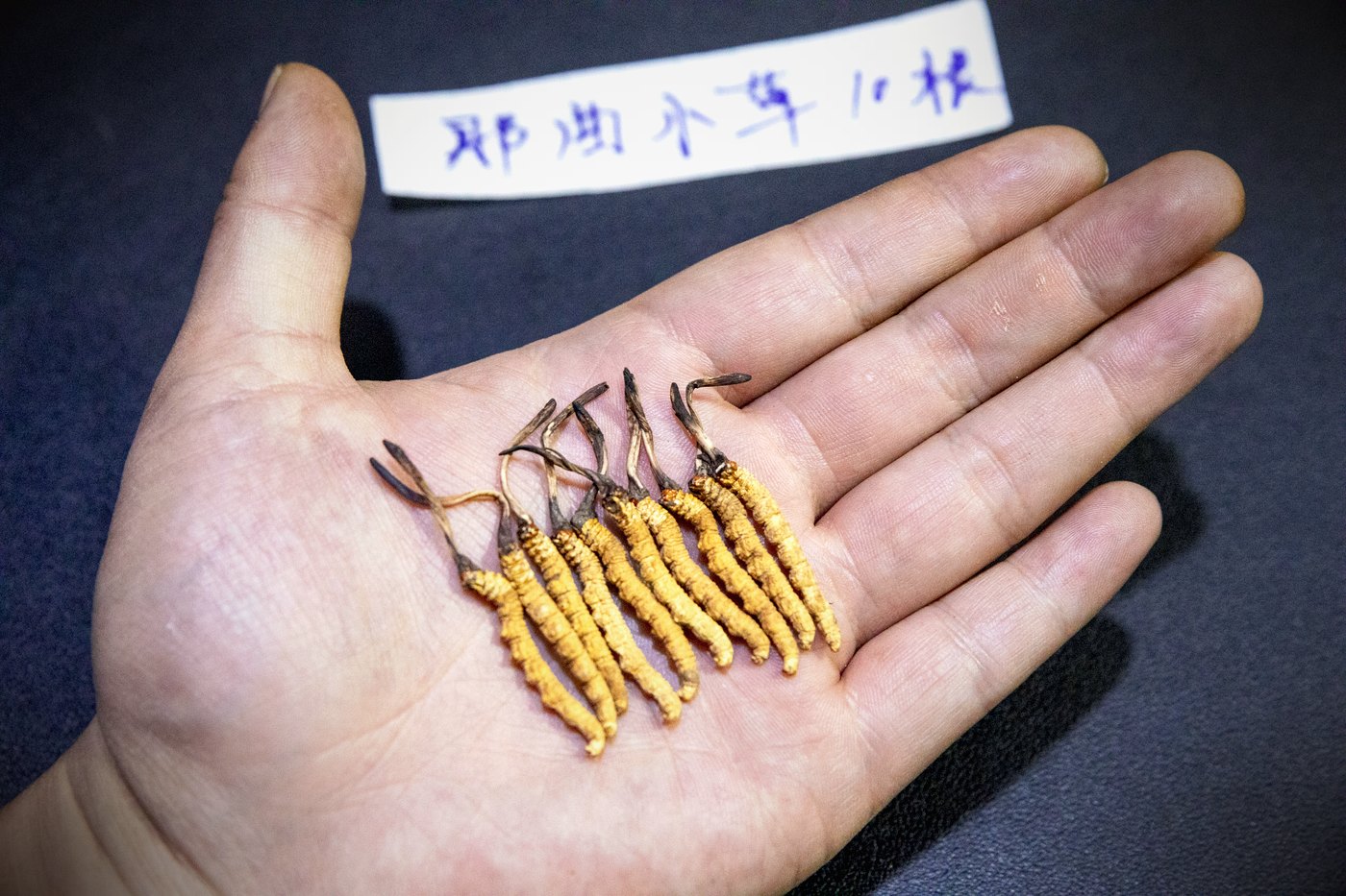 干虫草特写
