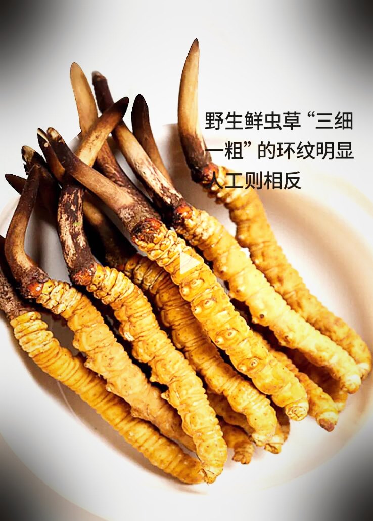 常见混淆品与伪品实物对照