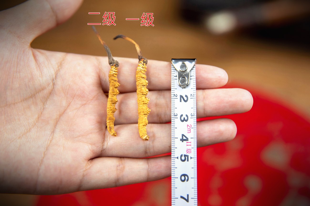 野生与人工的逐项对照