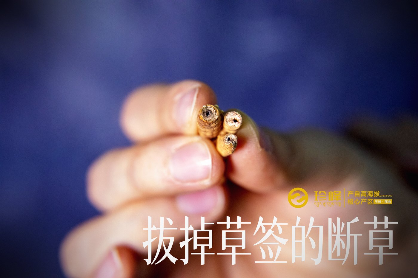 逐项对照
