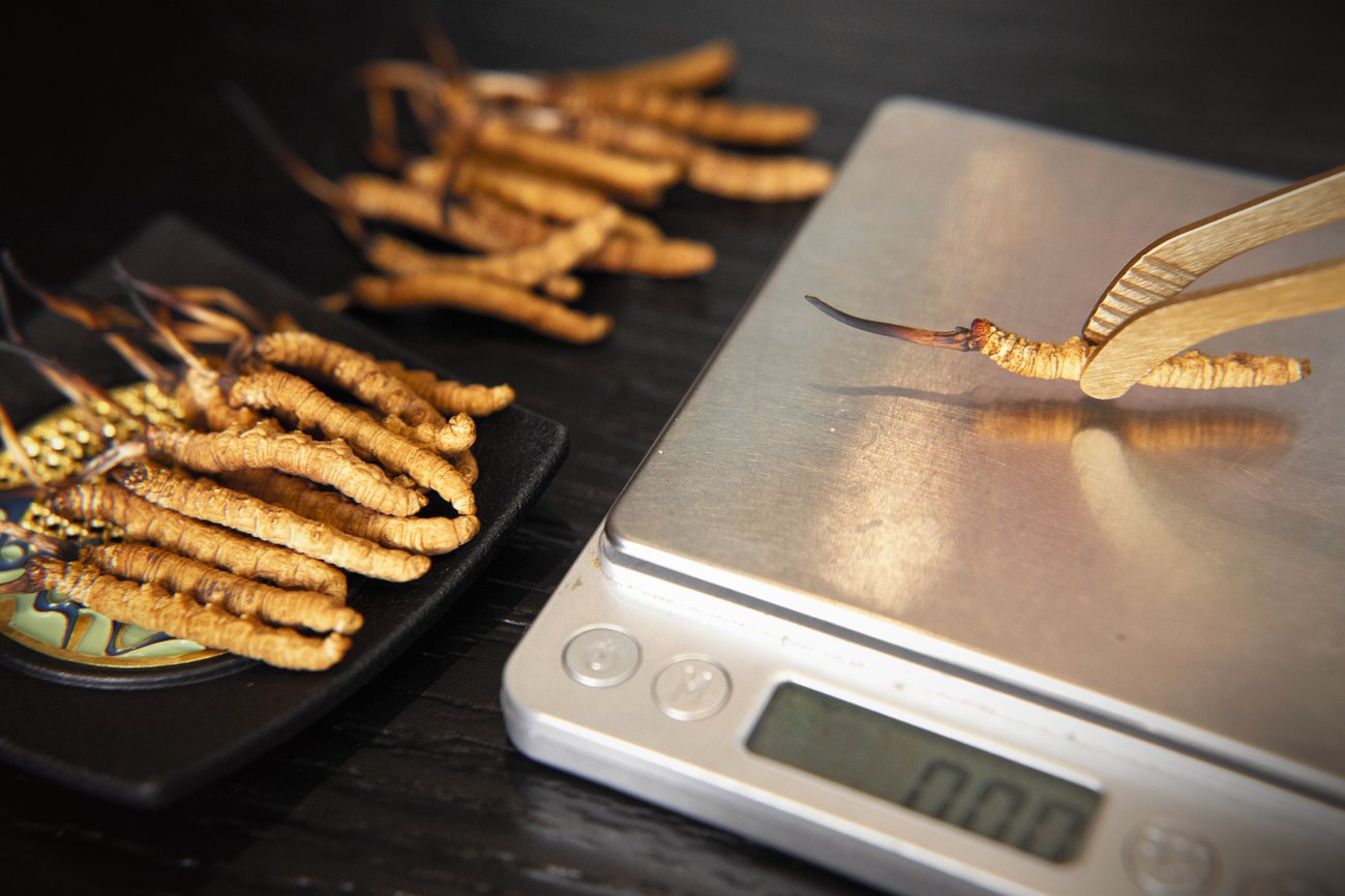 珍峰野生干虫草