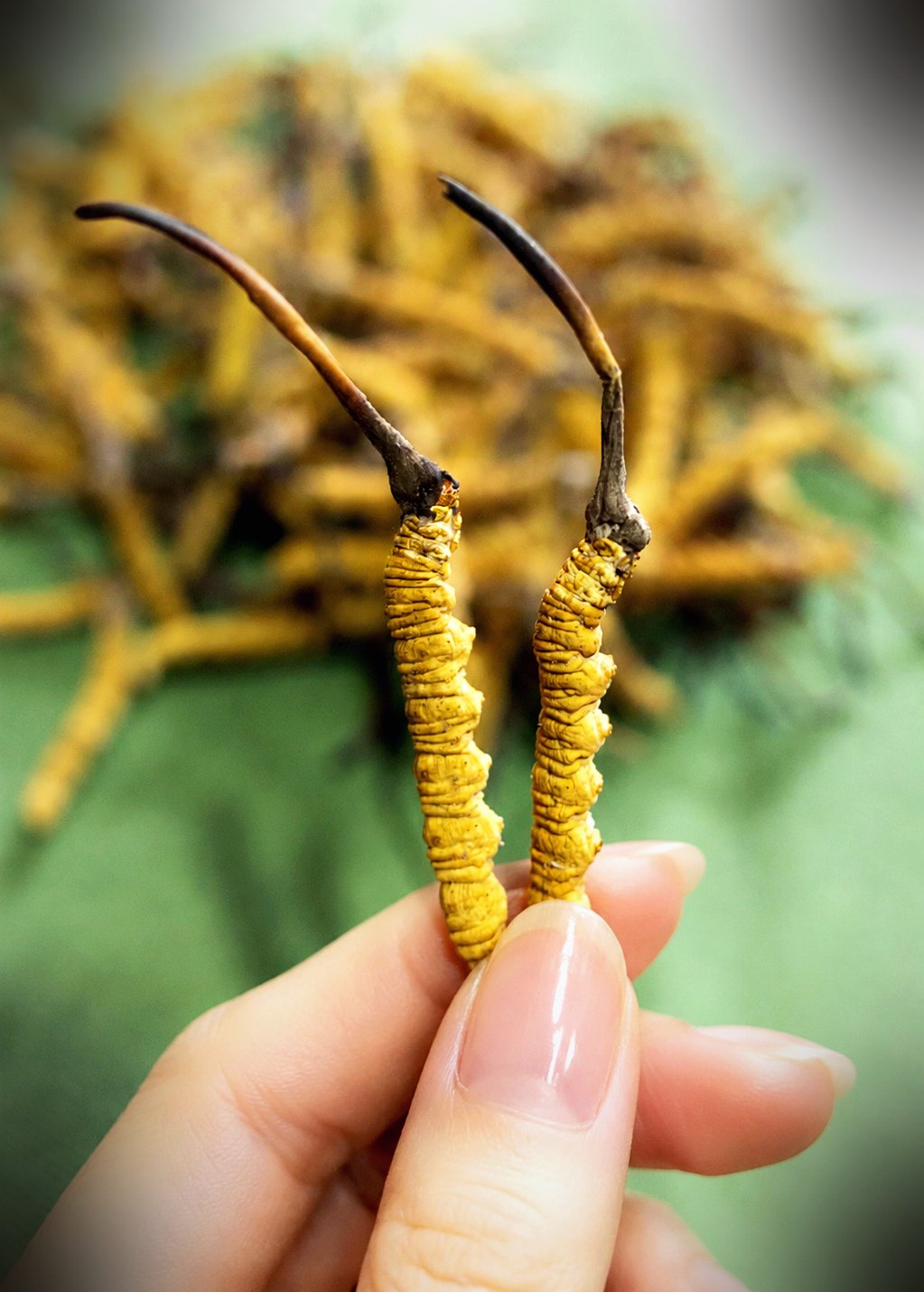 珍峰野生干虫草