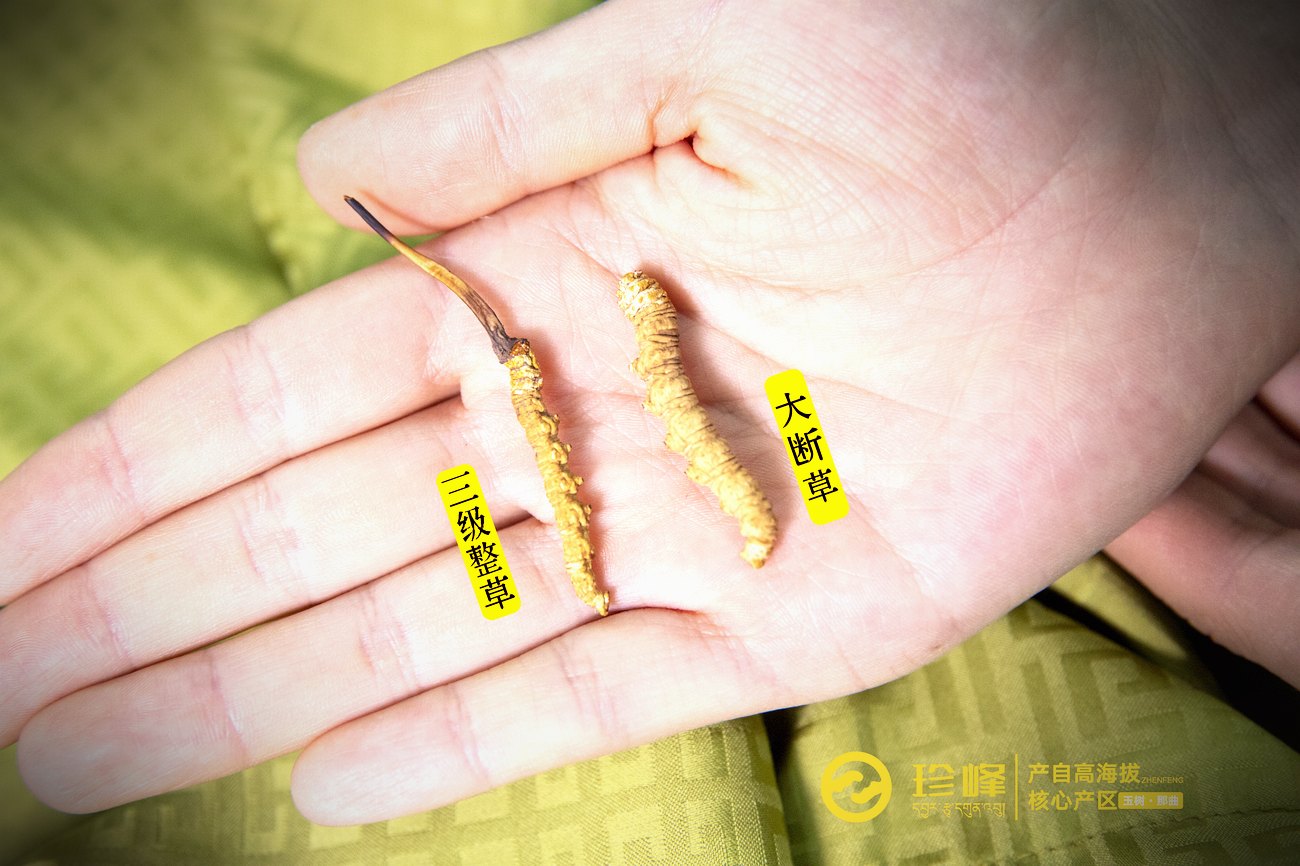 野生与人工的逐项对照