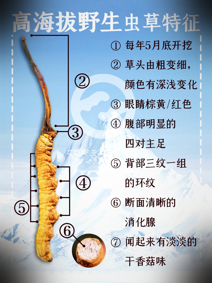 真假鉴别要点图