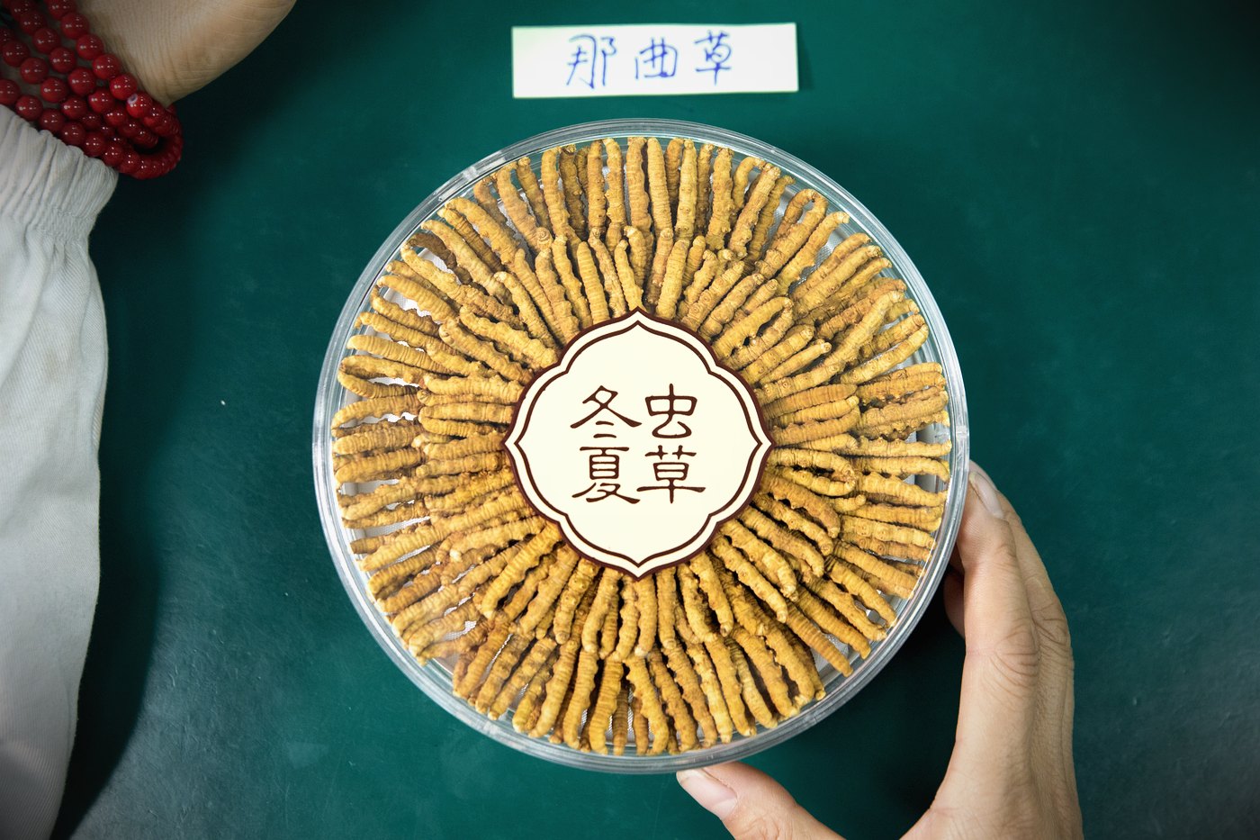 干虫草特写